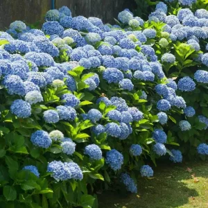 Blue Hydrangea Bare Roots - Nikko Blue Bush, 1 Year Old, 4-8 Inch Tall - Image 7