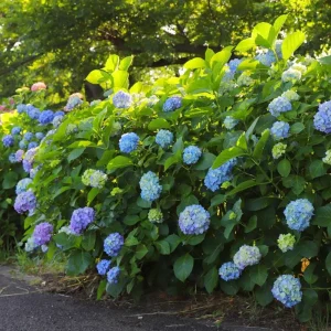 Blue Hydrangea Bare Roots - Nikko Blue Bush, 1 Year Old, 4-8 Inch Tall - Image 9