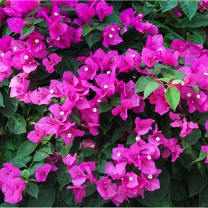 Bougainvillea Live Starter Plants, Purple Paperflower Vine, 4-6 Inch Tall, Set of 2 - Image 2