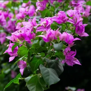 Bougainvillea Live Starter Plants, Purple Paperflower Vine, 4-6 Inch Tall, Set of 2 - Image 3