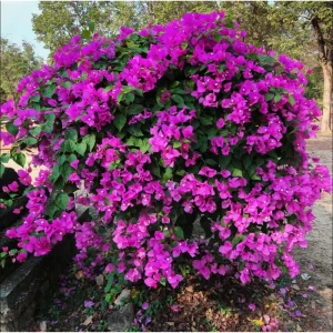Bougainvillea Live Starter Plants, Purple Paperflower Vine, 4-6 Inch Tall, Set of 2 - Image 4