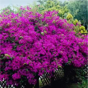 Bougainvillea Live Starter Plants, Purple Paperflower Vine, 4-6 Inch Tall, Set of 2 - Image 5