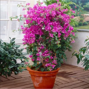 Bougainvillea Live Starter Plants, Purple Paperflower Vine, 4-6 Inch Tall, Set of 2 - Image 6