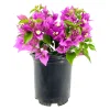 Bougainvillea Live Starter Plants, Purple Paperflower Vine, 4-6 Inch Tall, Set of 2 - Image 1