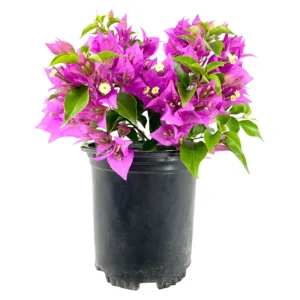 Bougainvillea Live Starter Plants, Purple Paperflower Vine, 4-6 Inch Tall, Set of 2 - Image 1