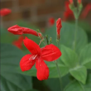 Brazilian Red Ruellia Live Plant – Red Flowers – 2-Pack – 4-9 Inch Tall – Outdoor Garden - Image 5