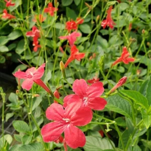 Brazilian Red Ruellia Live Plant – Red Flowers – 2-Pack – 4-9 Inch Tall – Outdoor Garden - Image 7
