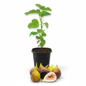 Brown Turkey Fig Tree Live Starter Plants – Pack of 3, 4-8 Inch Tall, Outdoor Edible Fruit Tree - Image 10