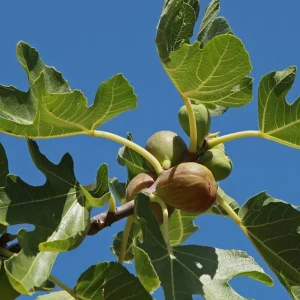 Brown Turkey Fig Tree Live Starter Plants – Pack of 3, 4-8 Inch Tall, Outdoor Edible Fruit Tree - Image 3