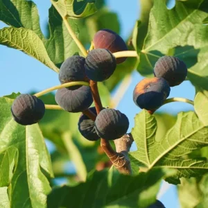 Brown Turkey Fig Tree Live Starter Plants – Pack of 3, 4-8 Inch Tall, Outdoor Edible Fruit Tree - Image 4