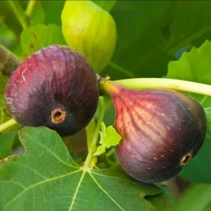 Brown Turkey Fig Tree Live Starter Plants – Pack of 3, 4-8 Inch Tall, Outdoor Edible Fruit Tree - Image 5