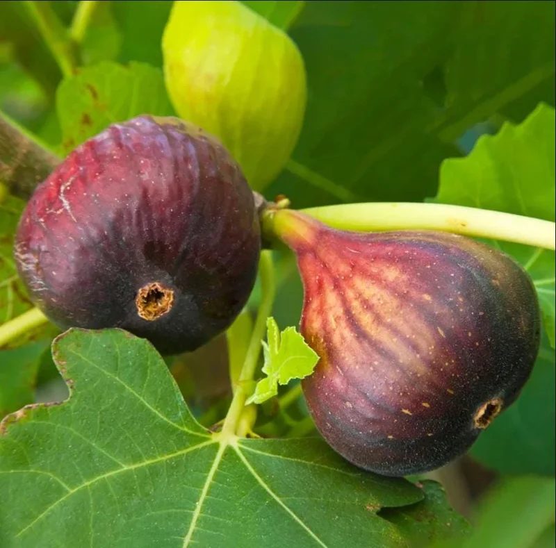 Brown Turkey Fig Tree Live Starter Plants – Pack of 3, 4-8 Inch Tall, Outdoor Edible Fruit Tree - Image 5