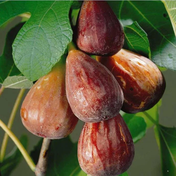 Brown Turkey Fig Tree Live Starter Plants – Pack of 3, 4-8 Inch Tall, Outdoor Edible Fruit Tree - Image 6