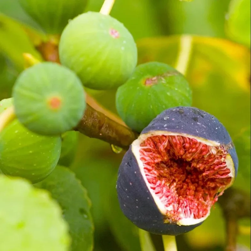 Brown Turkey Fig Tree Live Starter Plants – Pack of 3, 4-8 Inch Tall, Outdoor Edible Fruit Tree - Image 7