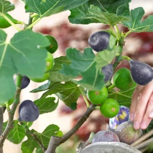 Brown Turkey Fig Tree Live Starter Plants – Pack of 3, 4-8 Inch Tall, Outdoor Edible Fruit Tree - Image 8