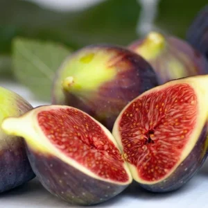 Brown Turkey Fig Tree Live Starter Plants – Pack of 3, 4-8 Inch Tall, Outdoor Edible Fruit Tree - Image 9