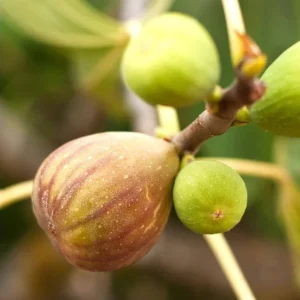Brown Turkey Fig Tree Starter Plant - 4-8 Inch Live Ficus Carica Edible Fruit Tree - Image 2