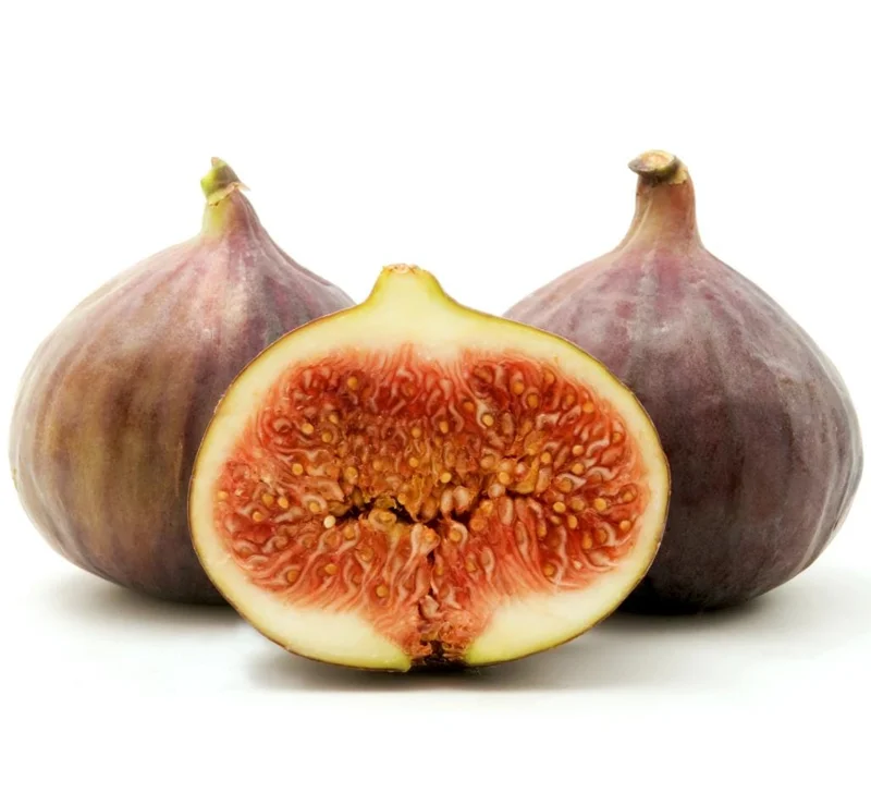 Brown Turkey Fig Tree Starter Plant - 4-8 Inch Live Ficus Carica Edible Fruit Tree - Image 3