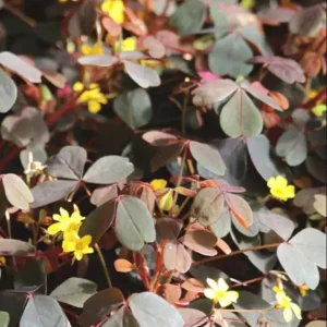 Burgundy Yellow Oxalis Live Plant Starter – 4 inch Pot, 4-6 inches Tall - Image 2