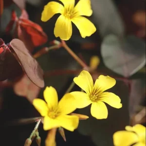 Burgundy Yellow Oxalis Live Plant Starter – 4 inch Pot, 4-6 inches Tall - Image 3