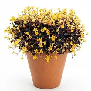 Burgundy Yellow Oxalis Live Plant Starter – 4 inch Pot, 4-6 inches Tall - Image 1