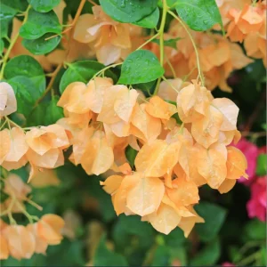 California Gold Bougainvillea Live Plant - 2 Pack, Yellow Flowering Vine, 4-6 Inch Tall Starter Plant - Image 3