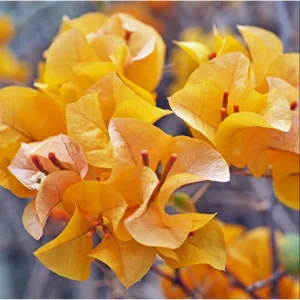 California Gold Bougainvillea Live Plant - 2 Pack, Yellow Flowering Vine, 4-6 Inch Tall Starter Plant - Image 5