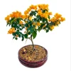 California Gold Bougainvillea Live Plant - 2 Pack, Yellow Flowering Vine, 4-6 Inch Tall Starter Plant - Image 1