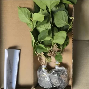 California Gold Bougainvillea Live Plant Set of 2 – 4-6 Inch Tall, Yellow - Image 10