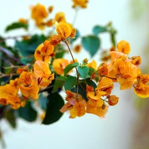 California Gold Bougainvillea Live Plant Set of 2 – 4-6 Inch Tall, Yellow - Image 2