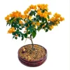 California Gold Bougainvillea Live Plant Set of 2 – 4-6 Inch Tall, Yellow - Image 1