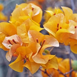 California Gold Bougainvillea Live Plant Set of 2 – 4-6 Inch Tall, Yellow - Image 3