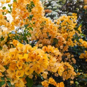 California Gold Bougainvillea Live Plant Set of 2 – 4-6 Inch Tall, Yellow - Image 4