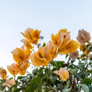 California Gold Bougainvillea Live Plant Set of 2 – 4-6 Inch Tall, Yellow - Image 6