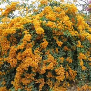 California Gold Bougainvillea Live Plant Set of 2 – 4-6 Inch Tall, Yellow - Image 7
