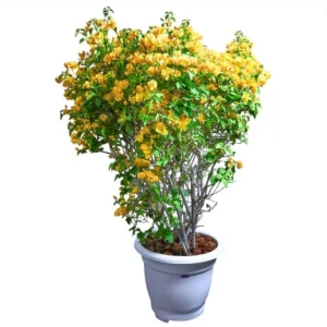 California Gold Bougainvillea Live Plant Set of 2 – 4-6 Inch Tall, Yellow - Image 8