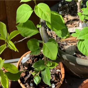 California Gold Bougainvillea Live Plant Set of 2 – 4-6 Inch Tall, Yellow - Image 9