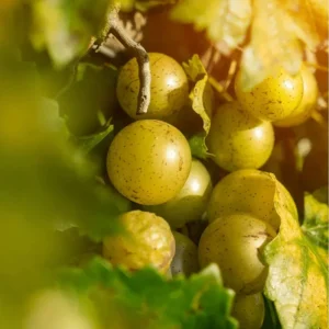 Carlos Muscadine Grape Live Starter Plant – Well-Rooted Vine, 4 to 6 Inch Tall, Outdoor - Image 3