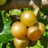 Carlos Muscadine Grape Live Starter Plant – Well-Rooted Vine, 4 to 6 Inch Tall, Outdoor - Image 1