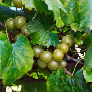 Carlos Muscadine Grape Live Starter Plant – Well-Rooted Vine, 4 to 6 Inch Tall, Outdoor - Image 6