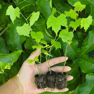 Carlos Muscadine Grape Live Starter Plant – Well-Rooted Vine, 4 to 6 Inch Tall, Outdoor - Image 7