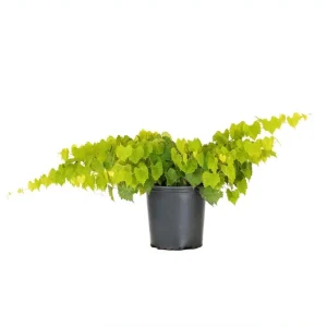 Carlos Muscadine Grape Live Starter Plant – Well-Rooted Vine, 4 to 6 Inch Tall, Outdoor - Image 8