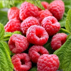 Caroline Raspberry Bare Roots - Set of 3 Sweet Fruit Bush Starter Plugs, 3-5 Inch Tall, USDA Zones 4-8 - Image 2