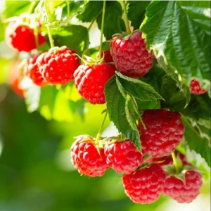 Caroline Raspberry Bare Roots - Set of 3 Sweet Fruit Bush Starter Plugs, 3-5 Inch Tall, USDA Zones 4-8 - Image 3