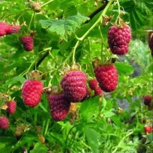 Caroline Raspberry Bare Roots - Set of 3 Sweet Fruit Bush Starter Plugs, 3-5 Inch Tall, USDA Zones 4-8 - Image 7