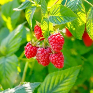Caroline Raspberry Bare Roots - Set of 3 Sweet Fruit Bush Starter Plugs, 3-5 Inch Tall, USDA Zones 4-8 - Image 9