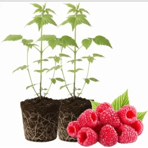 Caroline Red Raspberry Live Plant - Everbearing Fruit Bush, 4-8 Inch Tall - Image 1