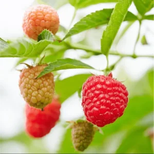 Caroline Red Raspberry Live Plant - Everbearing Fruit Bush, 4-8 Inch Tall - Image 6