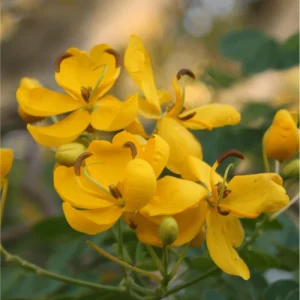 Cassia Bicapsularis Live Plant - Christmas Winter Senna Shrub, 4-6 Inch Tall - Image 2
