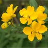 Cassia Bicapsularis Live Plant - Christmas Winter Senna Shrub, 4-6 Inch Tall - Image 1